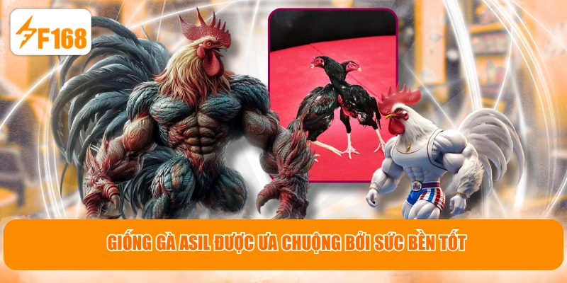 Giống gà Asil được ưa chuộng bởi sức bền tốt