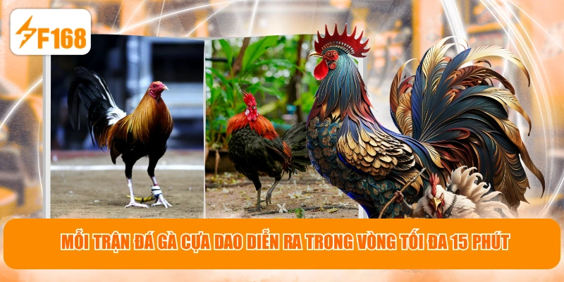 Mỗi trận đá gà cựa dao diễn ra trong vòng tối đa 15 phút